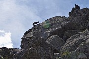 51 Sentinelle rampanti sulle rocce del Pizzo Paradiso